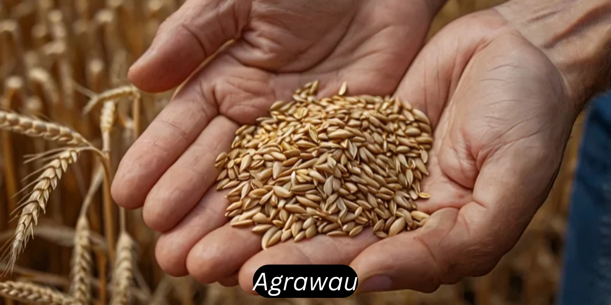 agrawau